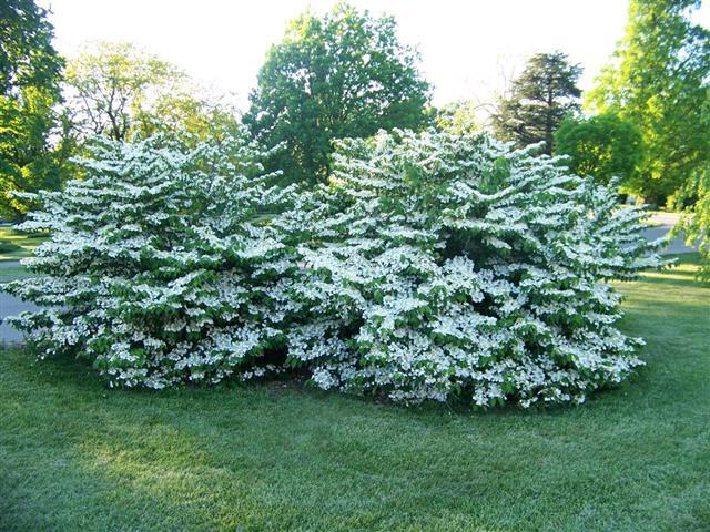 Shasta Doublefile Viburnum bushes